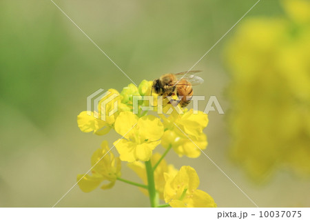 菜の花と蜜蜂 10037075