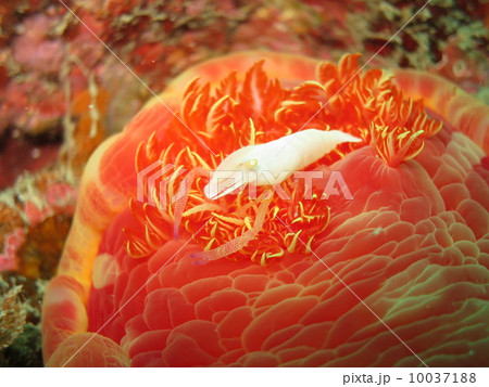 ウミウシカクレエビ 10037188