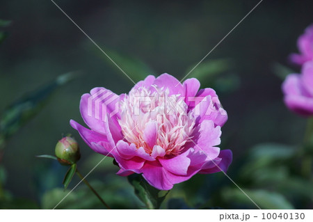 立てば芍薬・・・ 品種は面影 立てば芍薬・・・ 品種は面影 10040130