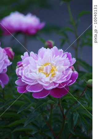 立てば芍薬・・・ 品種は八重白眉(やえはくび) 立てば芍薬・・・ 品種は八重白眉(やえはくび) 10040131