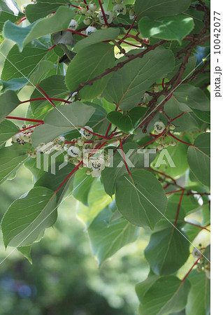 猿が大好きなので「猿梨」だとか。　熊も好きらしいです・・・ 10042077