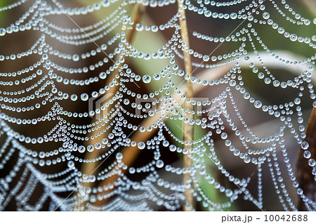 Spider's web 10042688