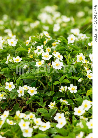 Strawberry Strawberry 10042746