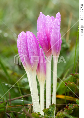 Flower 10042758