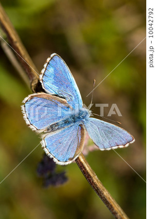Butterfly Butterfly 10042792