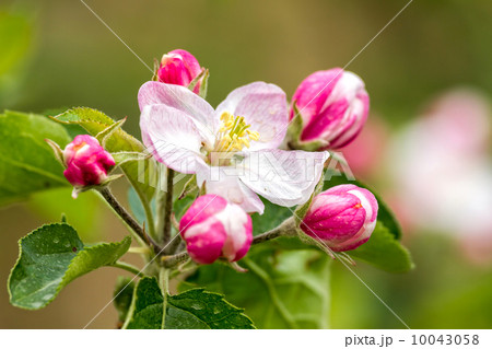 Beautiful apple flower Beautiful apple flower 10043058
