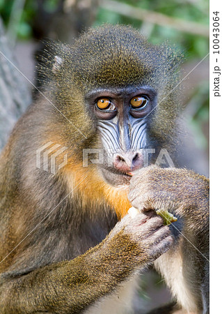 Mandrill Mandrill 10043064