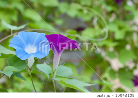 アサガオで作った緑のカーテン アサガオで作った緑のカーテン 10043109