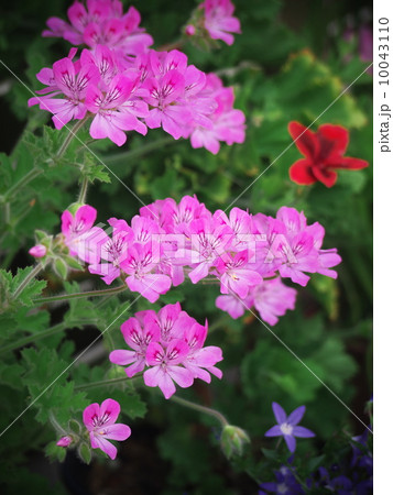 ペラルゴニューム（ピンクカプリコーン） 10043110