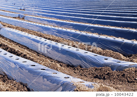 春のジャガイモ畑 春のジャガイモ畑 10043422