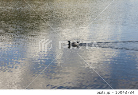 Duck on the water Duck on the water 10043734