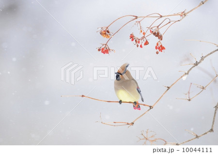 ヒレンジャク 10044111