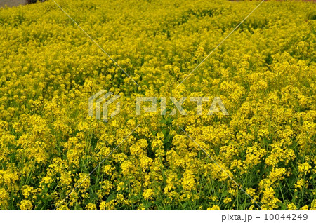 アブラナ アブラナ 10044249