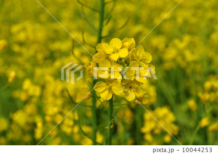 アブラナ アブラナ 10044253