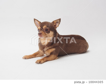 お座りするスムースチワワ お座りするスムースチワワ 10044305