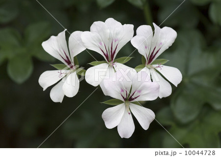 Geranium 10044728
