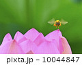 ハスとミツバチ 10044847