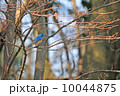 青い鳥 10044875