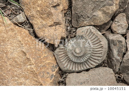 fossil 10045151