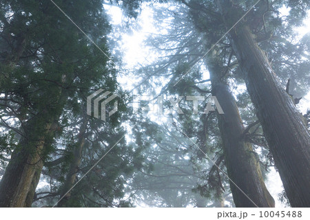 箱根の杉並木 10045488