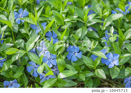 periwinkle 10045715