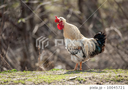 rooster rooster 10045721