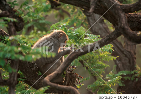 macaque 10045737