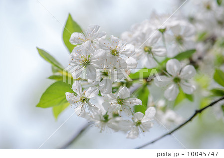 bee bee 10045747