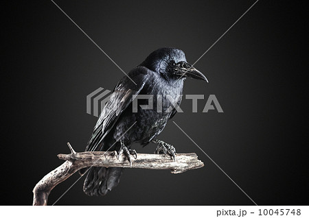 crow crow 10045748