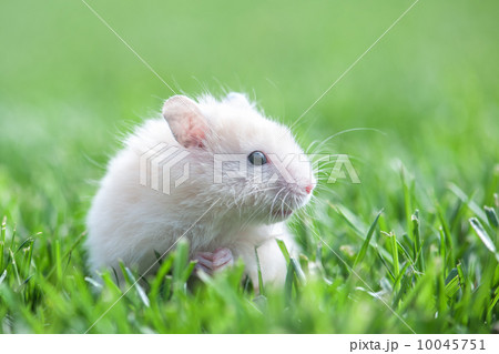 hamster 10045751