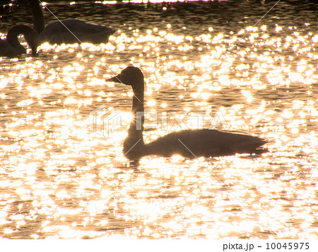 夕暮れの湖に白鳥のシルエット 夕暮れの湖に白鳥のシルエット 10045975