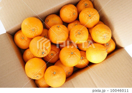 不知火　でこぽん 10046011