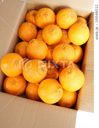 不知火　でこぽん 10046012