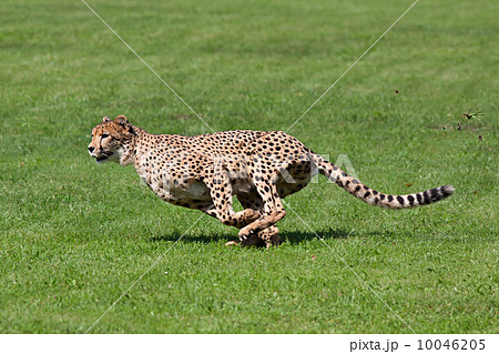 Running cheetah 10046205