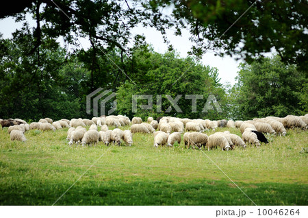 Herd on sheep in Italy 10046264