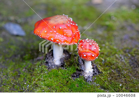 Fly Agaric Amanita muscaria mushroom 10046608