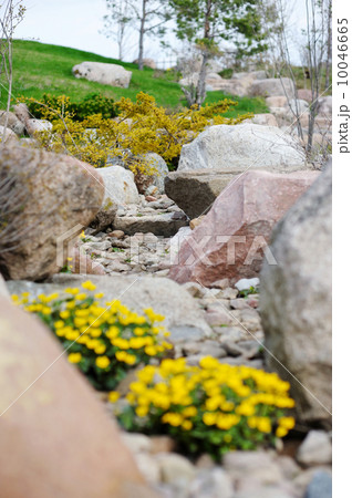 Marsh marigold blossoming on the stones 10046665