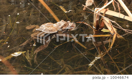 生き物　両生類　産卵中のアズマヒキガエル 10046674