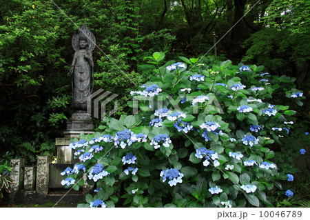 高幡不動尊のアジサイ#02東京都日野市 10046789