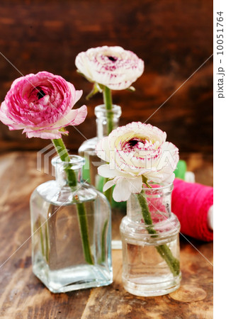 ranunculus in vase ranunculus in vase 10051764