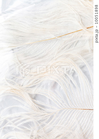 Color feathers Color feathers 10051898