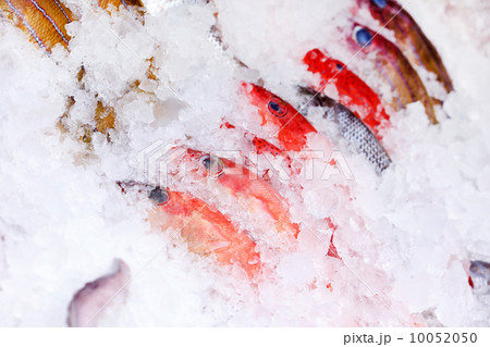 fish on ice fish on ice 10052050