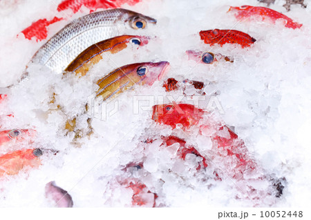 fish on ice 10052448