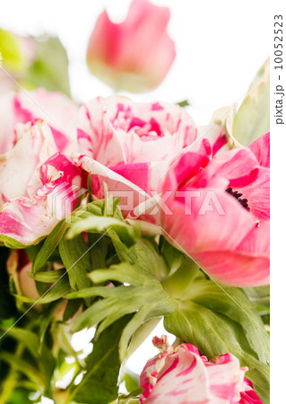 spring flowers spring flowers 10052523