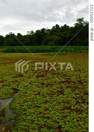 スカウ川（東マレーシア･ボルネオ島） 10052723