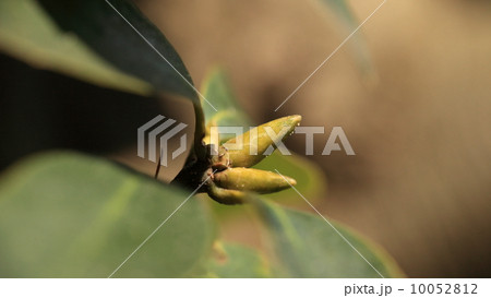 自然　植物　アラカシの冬芽 10052812
