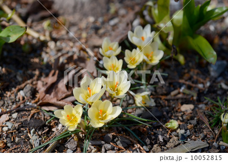 クロッカス 10052815