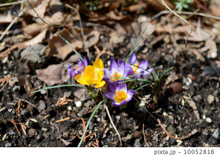 クロッカス 10052816