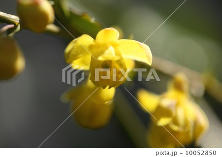 植物　ヒイラギナンテンの花 10052850
