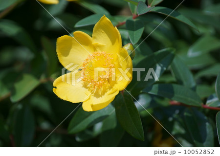 大輪金糸梅 ヒペリカム・ヒドコートと呼ばれています。 大輪金糸梅 ヒペリカム・ヒドコートと呼ばれています。 10052852